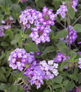 Lantana montevidensis 'Purple'